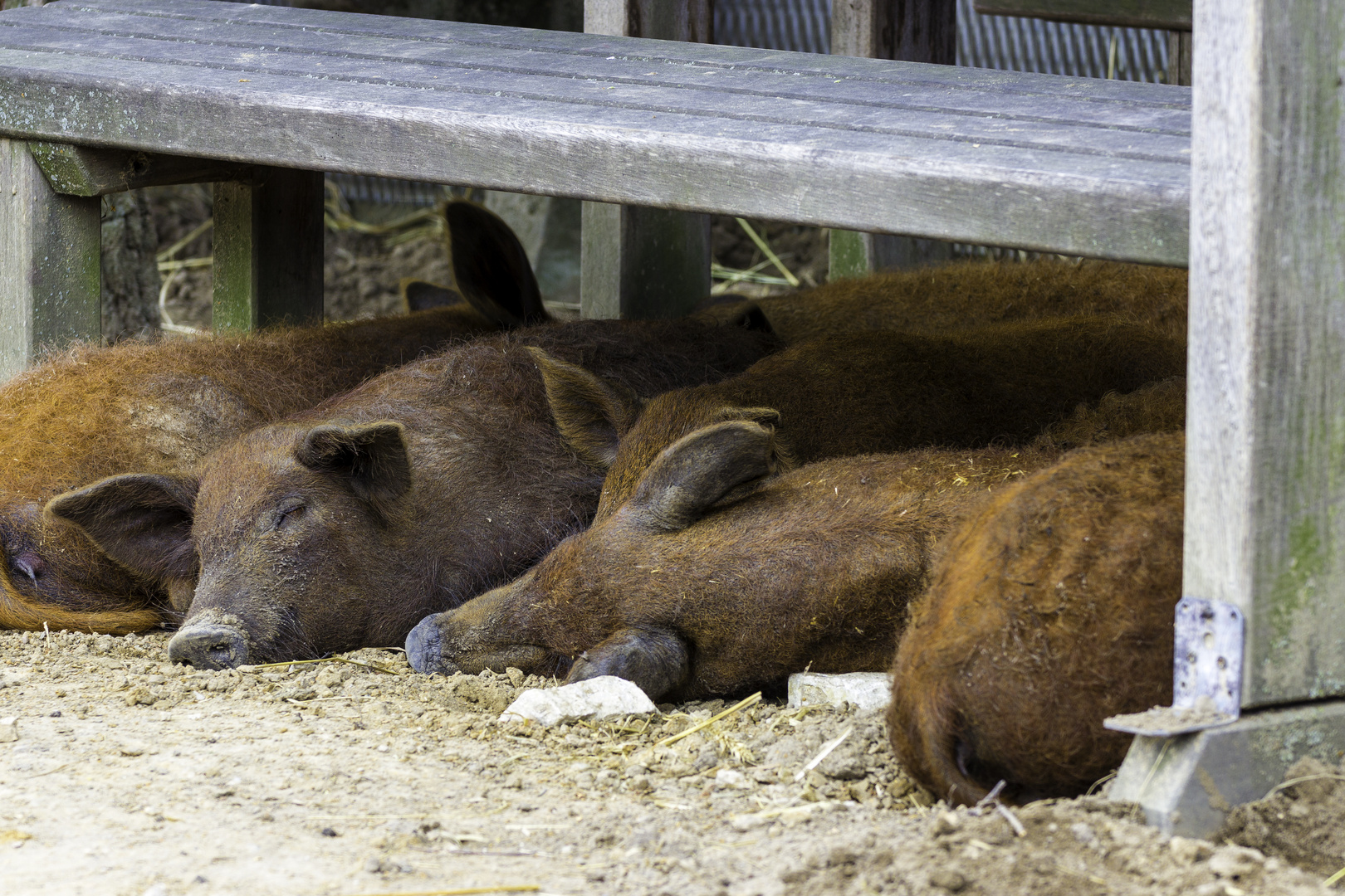 Wollschweine