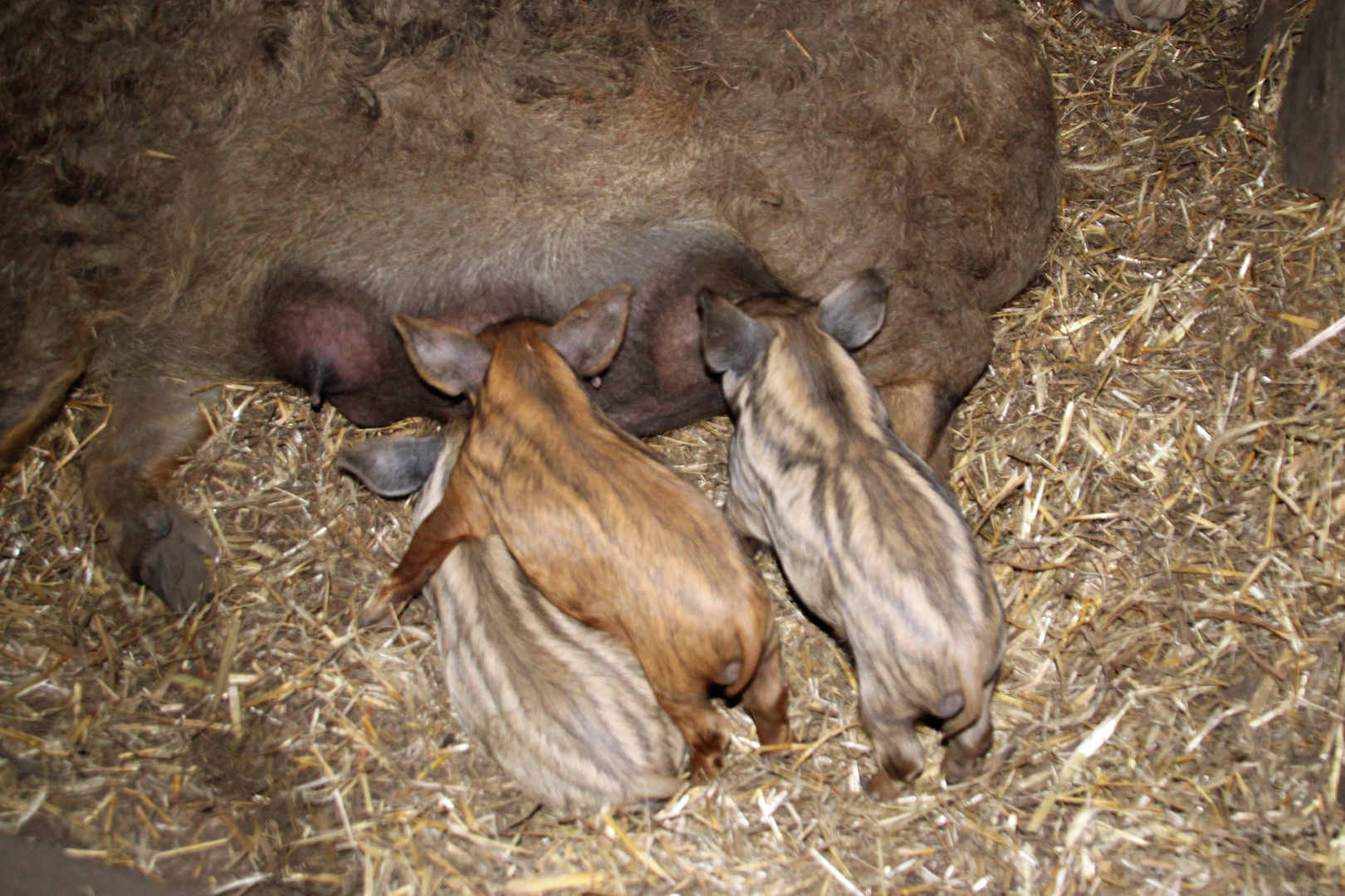 Wollschweinferkel an der Milchbar