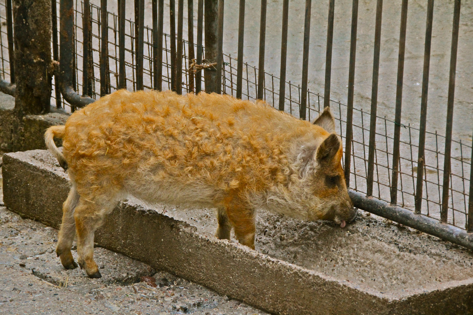 Wollschweinnachwuchs