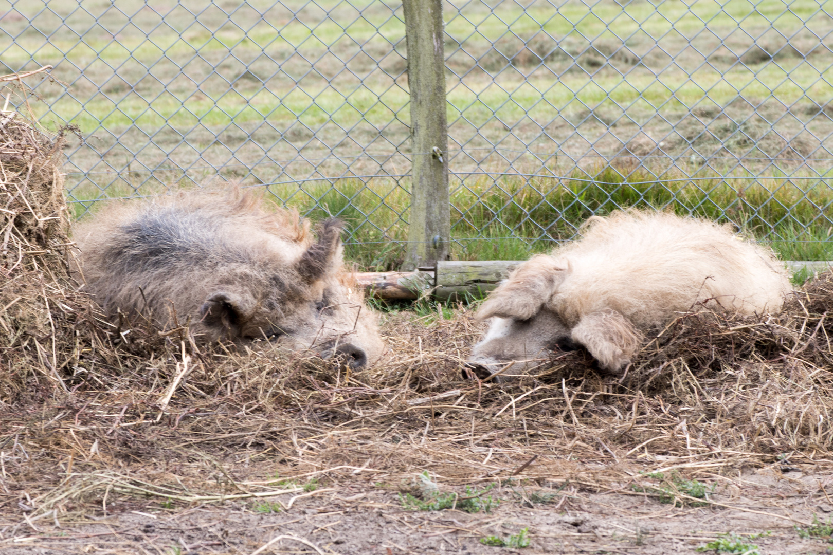 Wollschweinpaar im Tierpark Sababurg