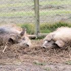 Wollschweinpaar im Tierpark Sababurg