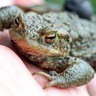 wollt ihr mal in die Augen schauen :-)