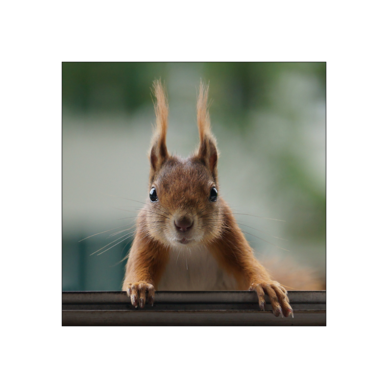 wollt' nur mal Hallo sagen Foto & Bild eichhörnchen, natur, tiere