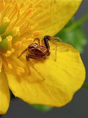 Wollte allen von Euch nur einen schönen Ersten Mai wünschen - mit ganz vielen tollen Fotos . . .