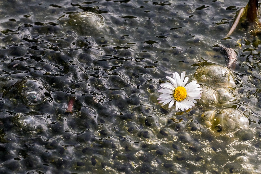 Wollte auch einmal ein Mittwochsblümchen zeigen...