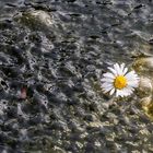 Wollte auch einmal ein Mittwochsblümchen zeigen...