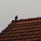 Wollte auch mal einen Greifvogel fotografieren....