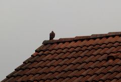 Wollte auch mal einen Greifvogel fotografieren....