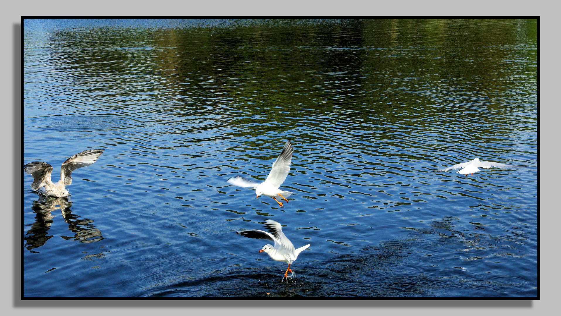 wollte auch mal was im Flug erwischen