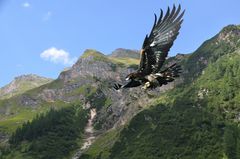 Wollte den Adler im Bild