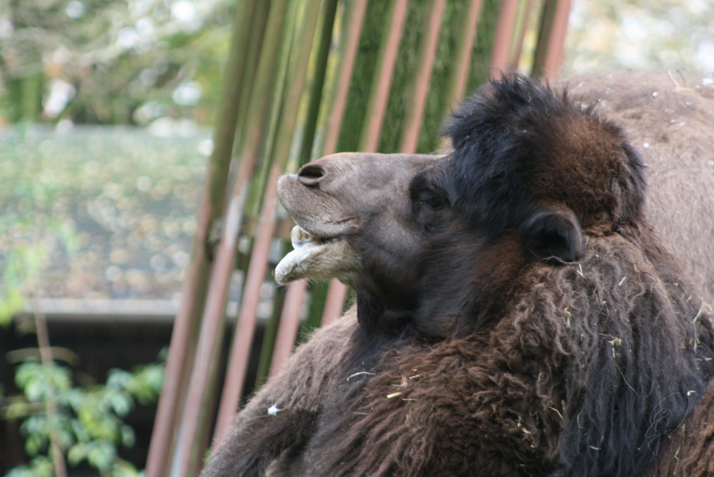 - wollte eigentlich ein Gorilla werden.... -