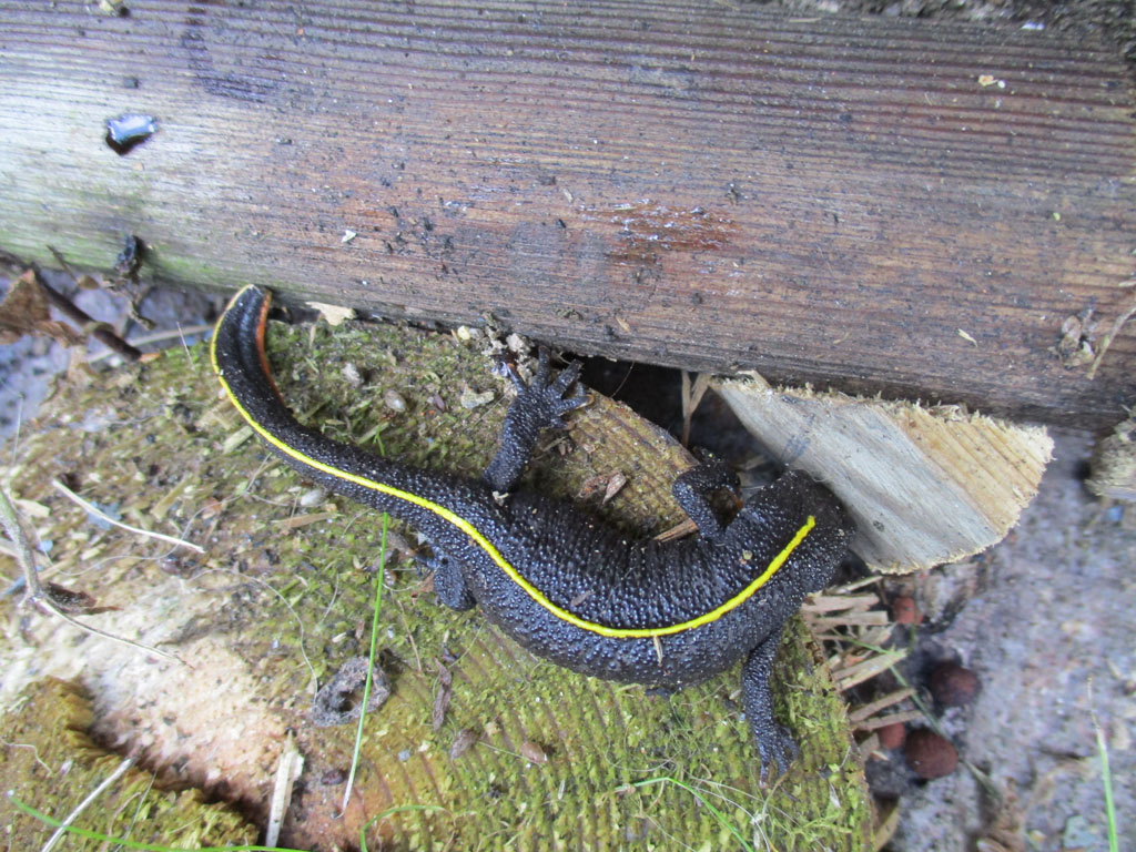  Wollte heute den Holzstapel umschlichten