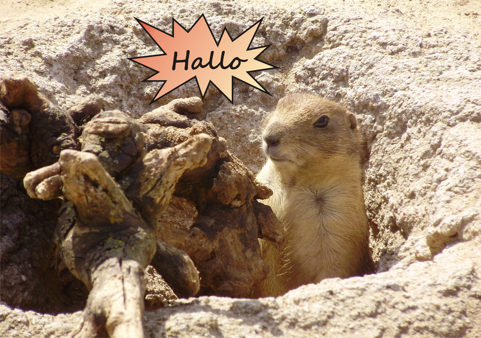 Wollte nur mal Hallo sagen... Foto & Bild tiere, wildlife, säugetiere