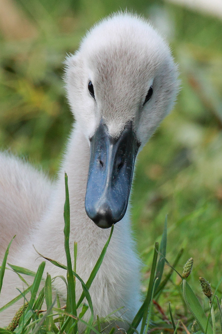 Wollte Nur Mal Hallo Sagen