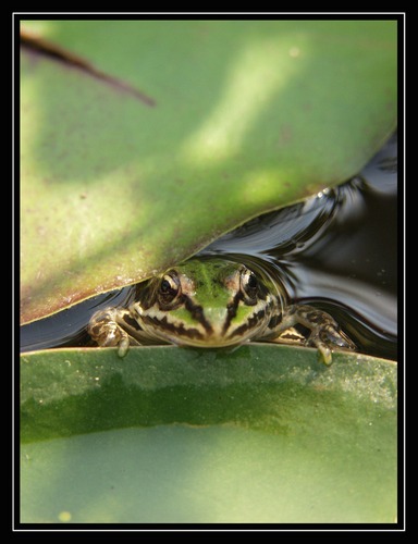 Wollte Nur Mal Reinschauen Foto Bild Tiere Wildlife Amphibien Reptilien Bilder Auf Fotocommunity