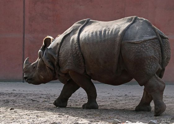 Wollte wohl nicht fotografiert werden