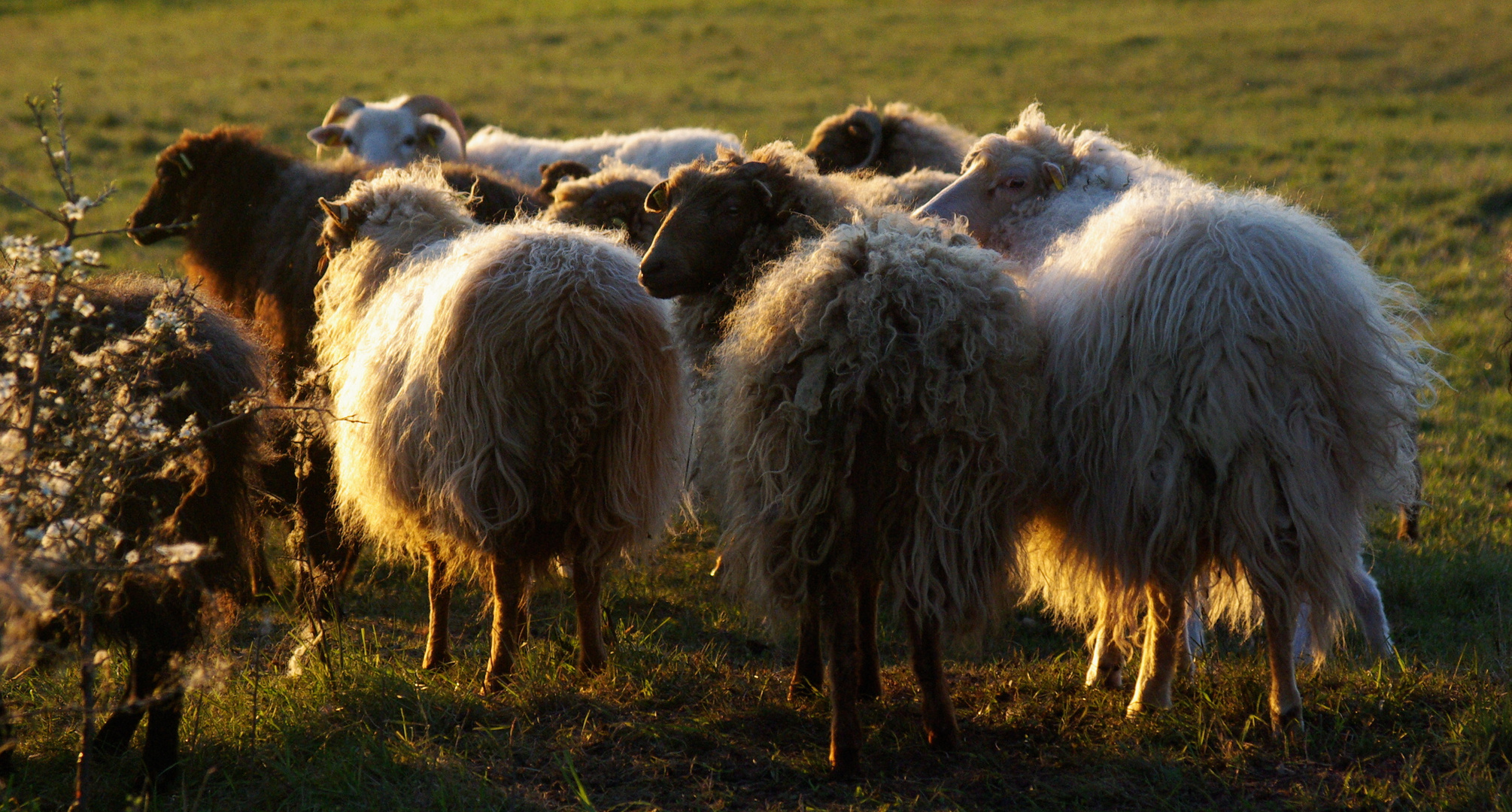 wollweiche Abendstimmung