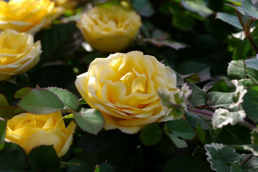 23.Mai 23.Mai