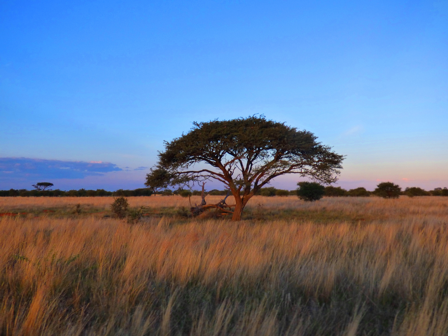 Wolmaransstad