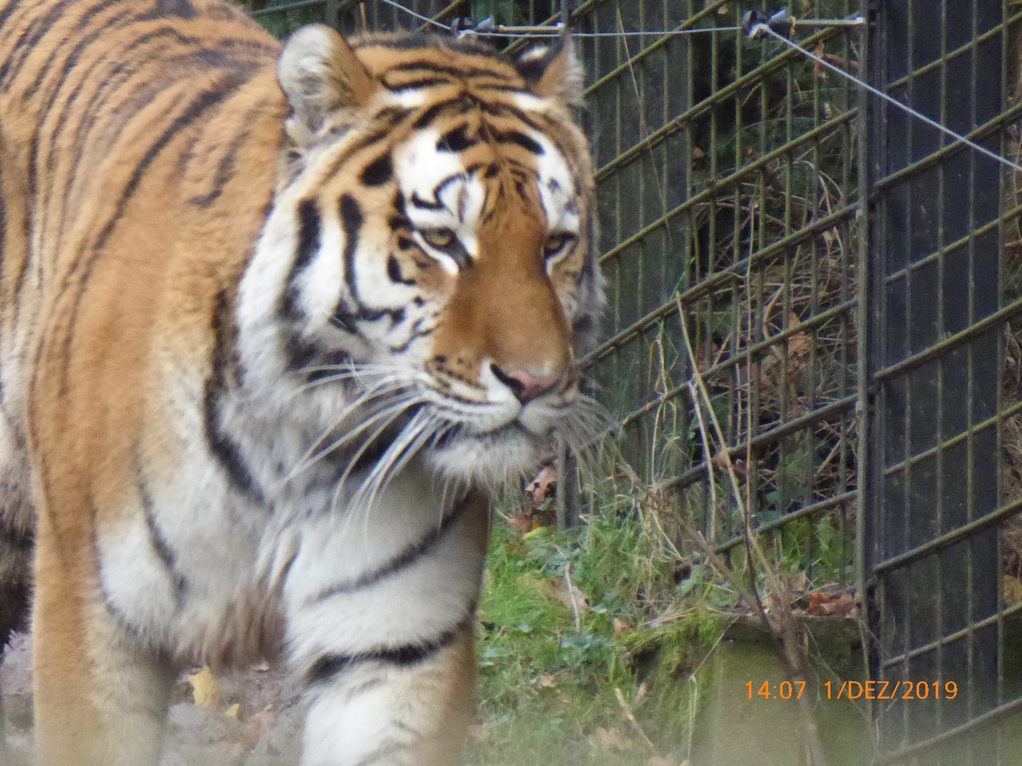 Wolodja, der sibirische Tiger ...