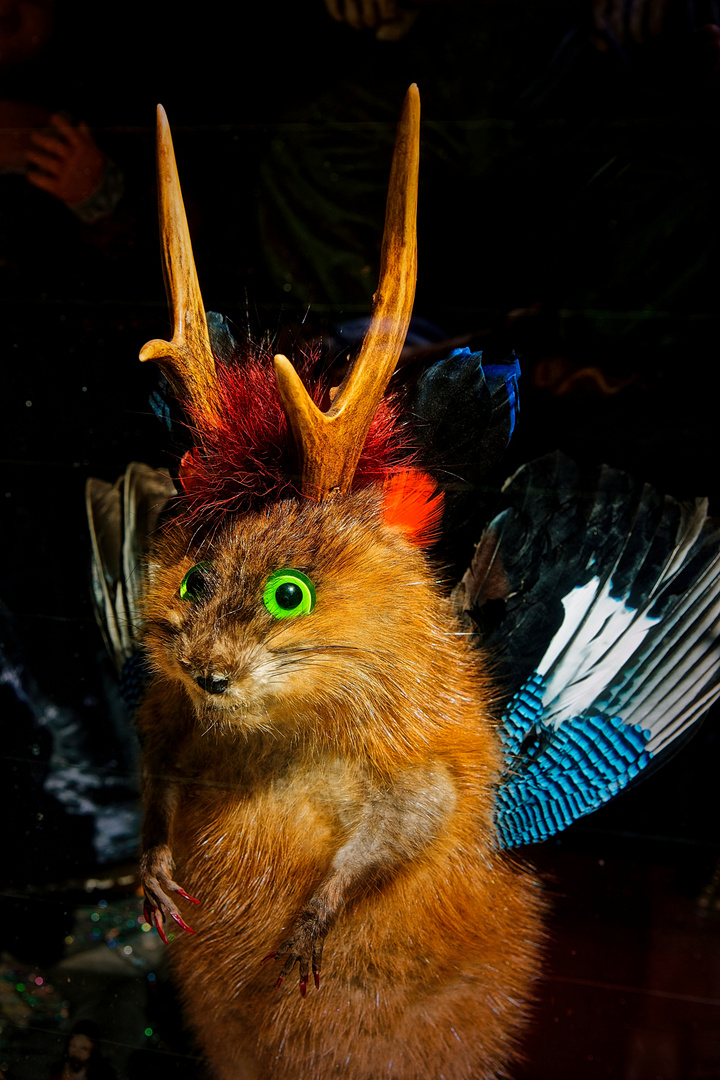 Wolpertinger Boeckhii