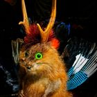 Wolpertinger Boeckhii