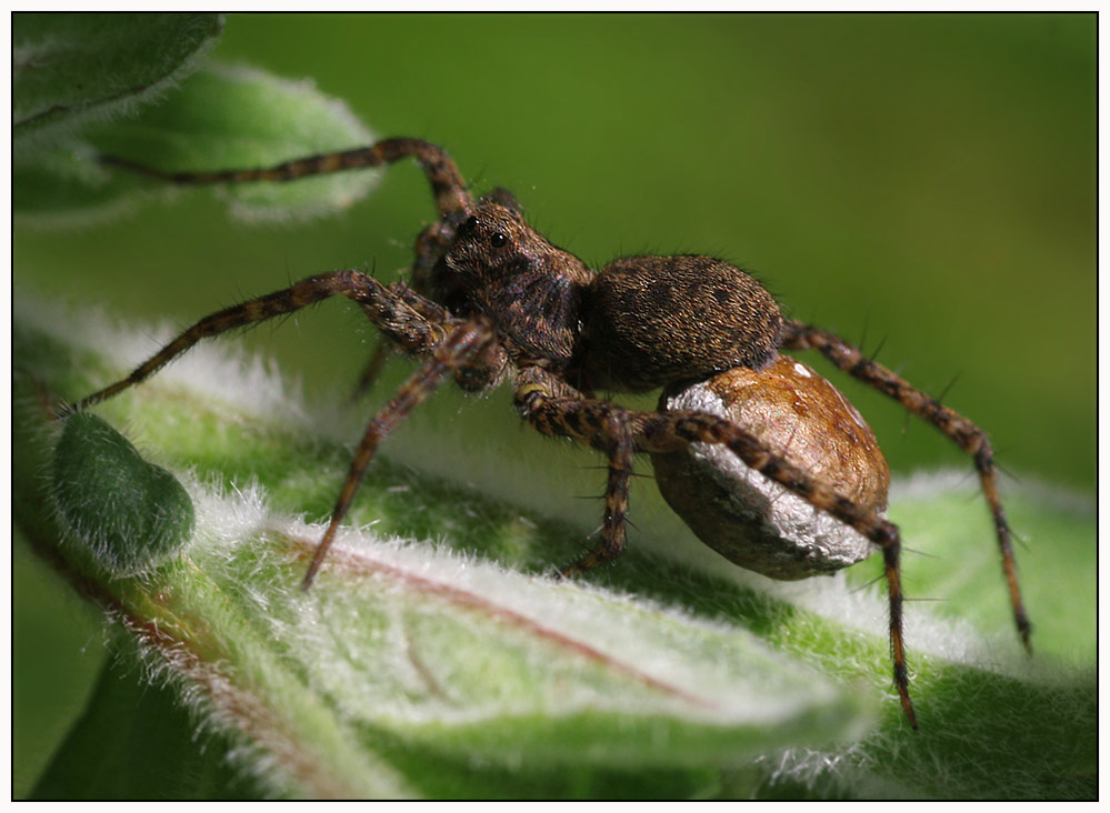 Wolsfspinne -Pardosa lugubris-