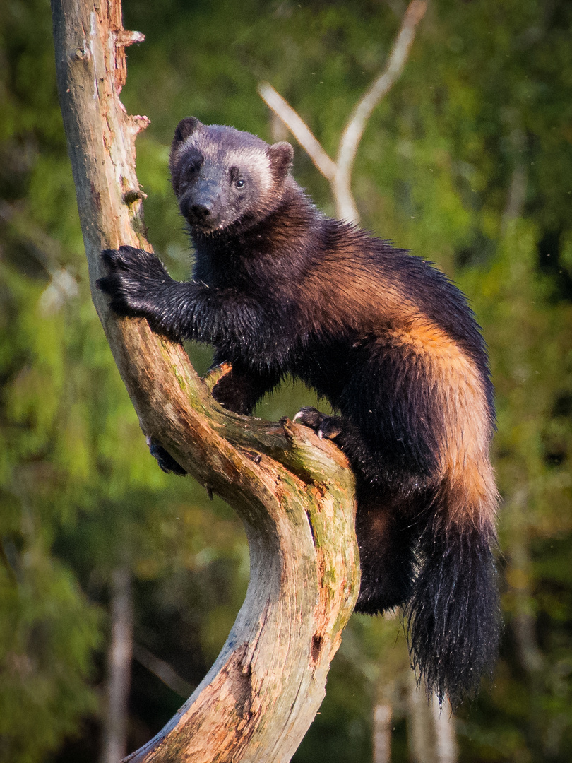 Wolverine - Vielfraß - Finnland