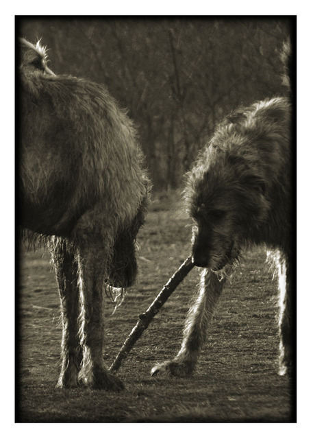 wolves or wolfhounds?