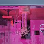 Woman in pink... unbearbeitet