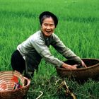 Woman on ricefield