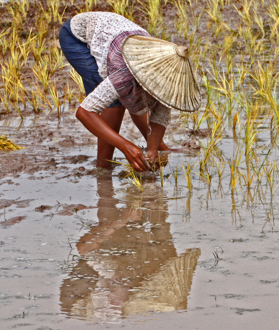 Woman planting rice