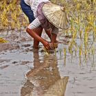 Woman planting rice
