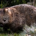 Wombat (1)