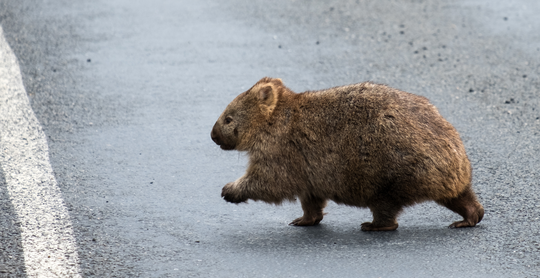 Wombat (2)