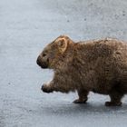 Wombat (2)