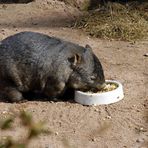 Wombat