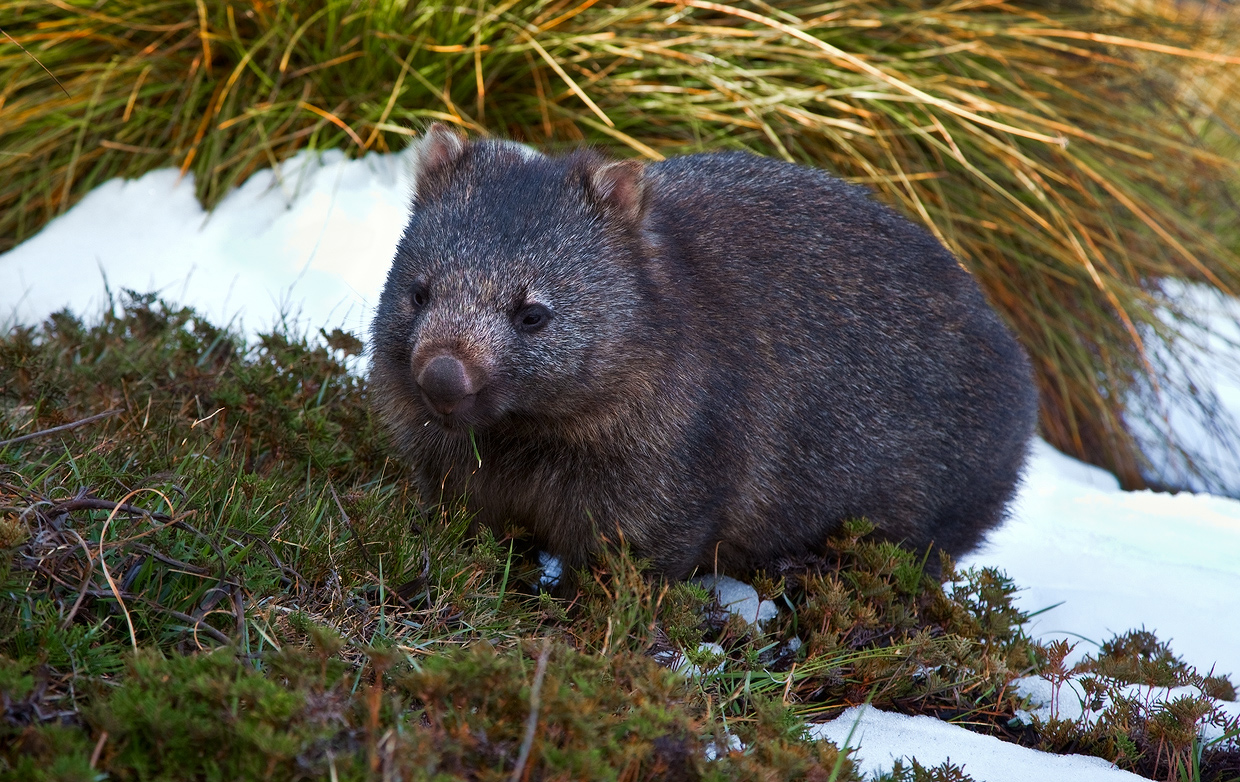 Wombat