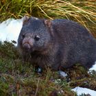 Wombat