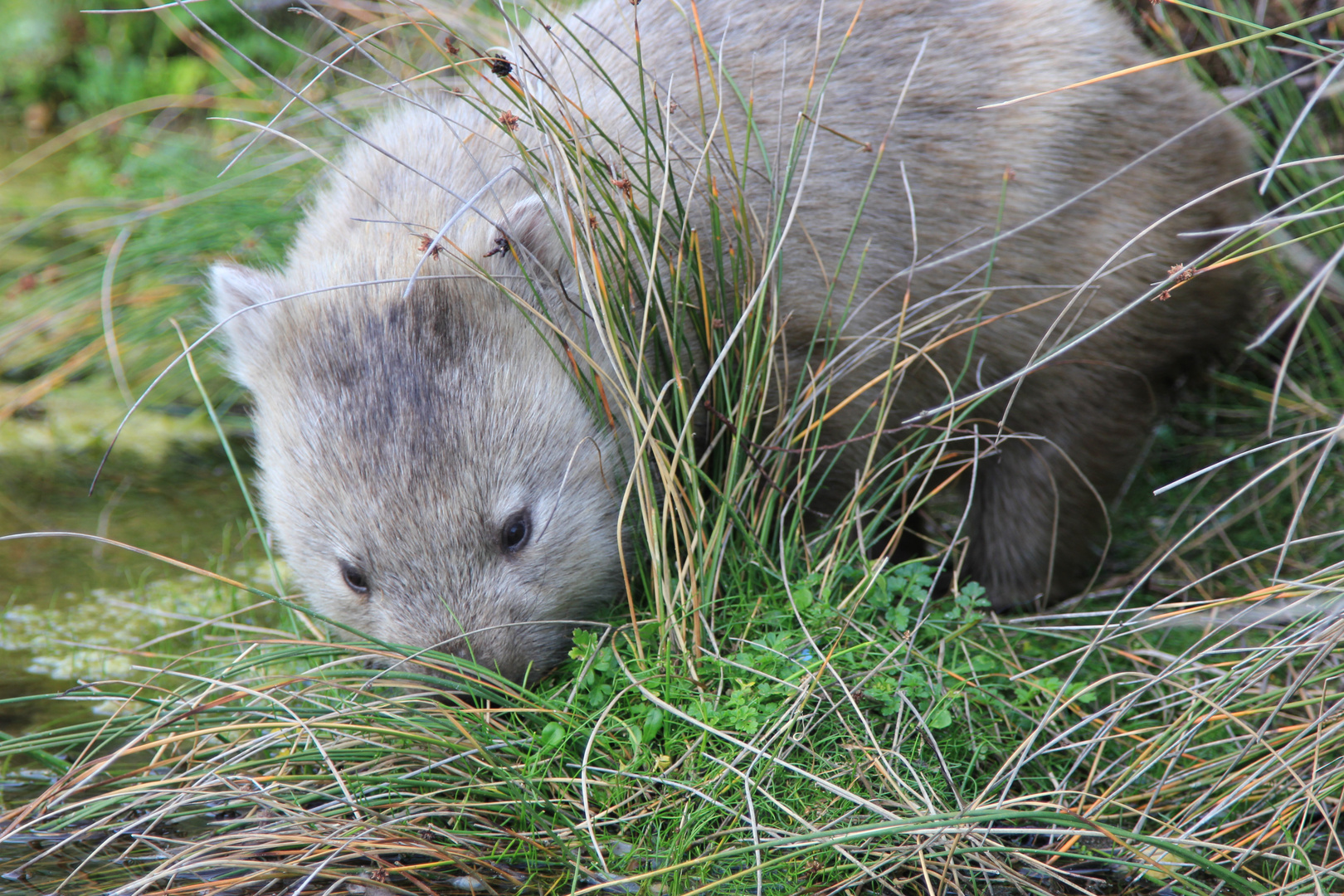 Wombat