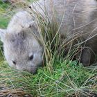 Wombat