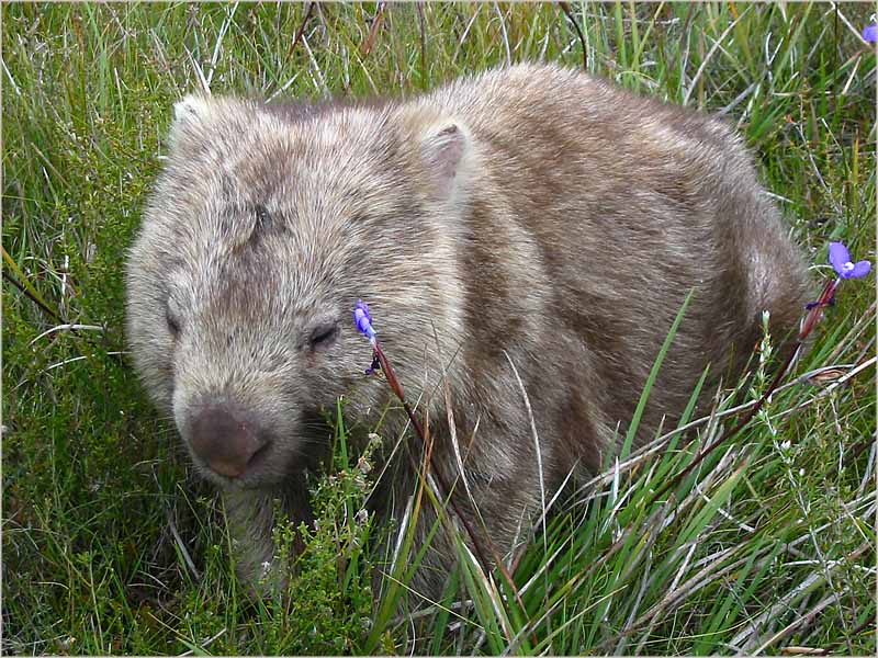 Wombat