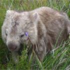 Wombat