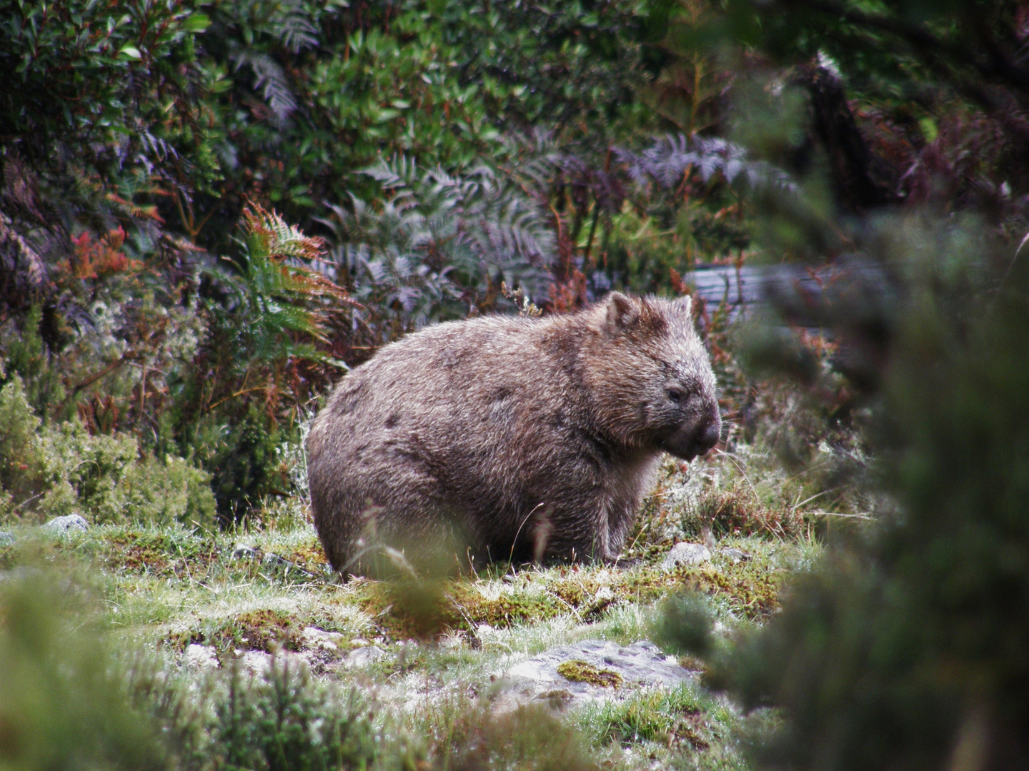 Wombat