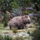 Wombat