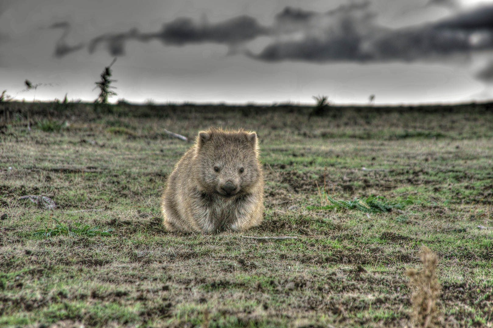 Wombat