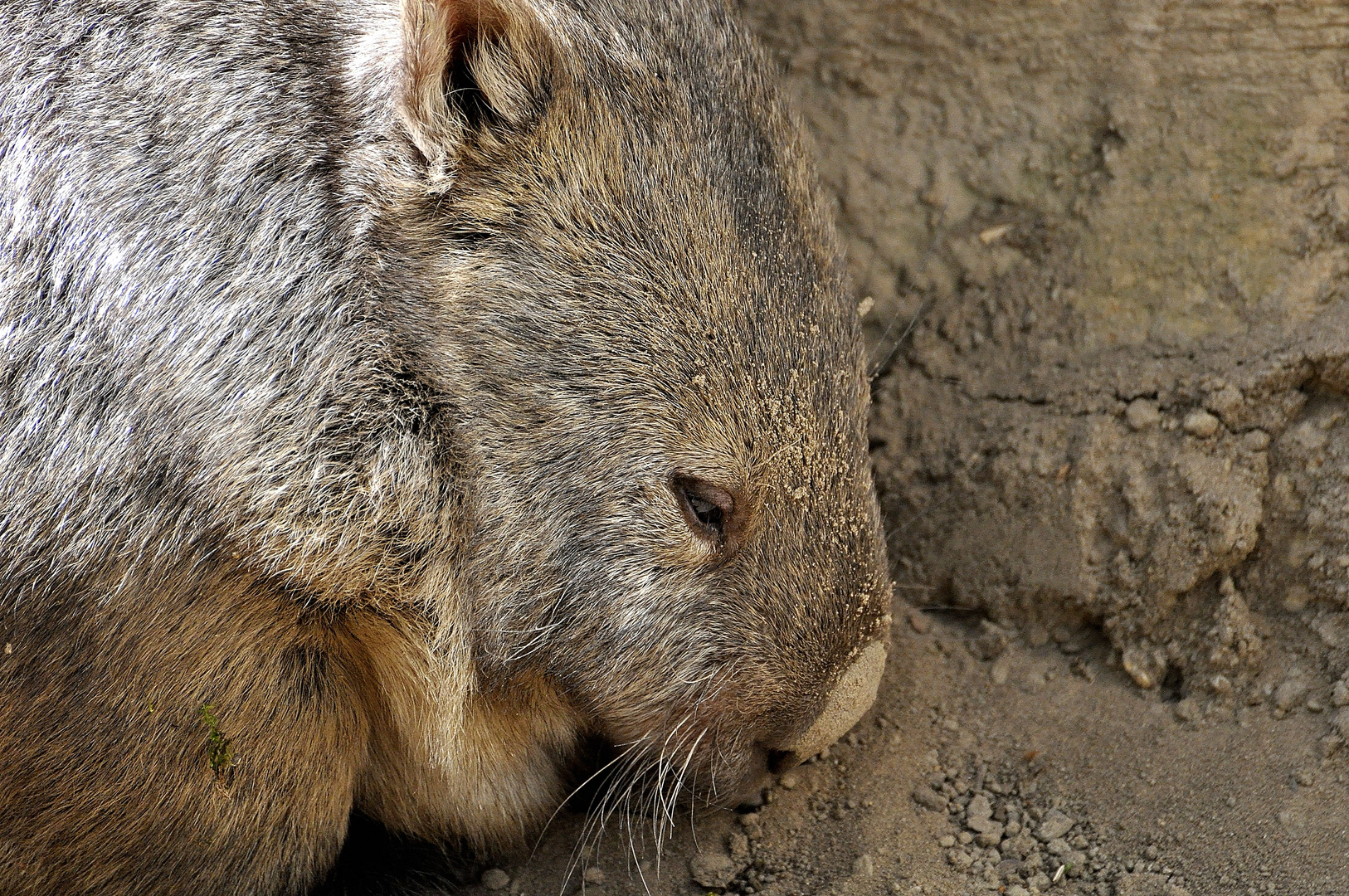 Wombat