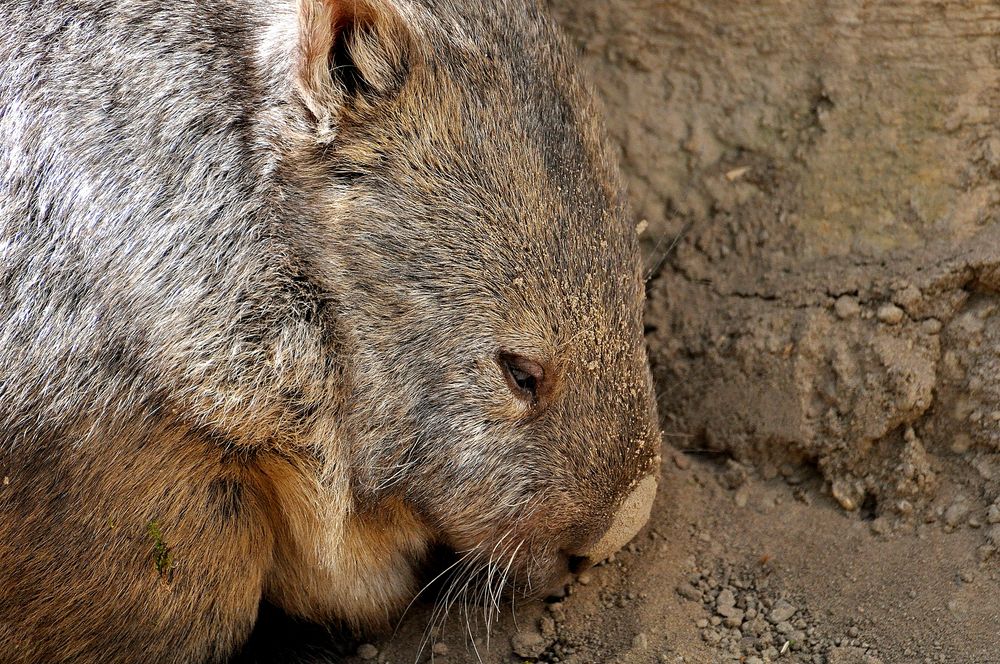 Wombat