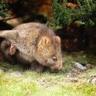 .Wombat.