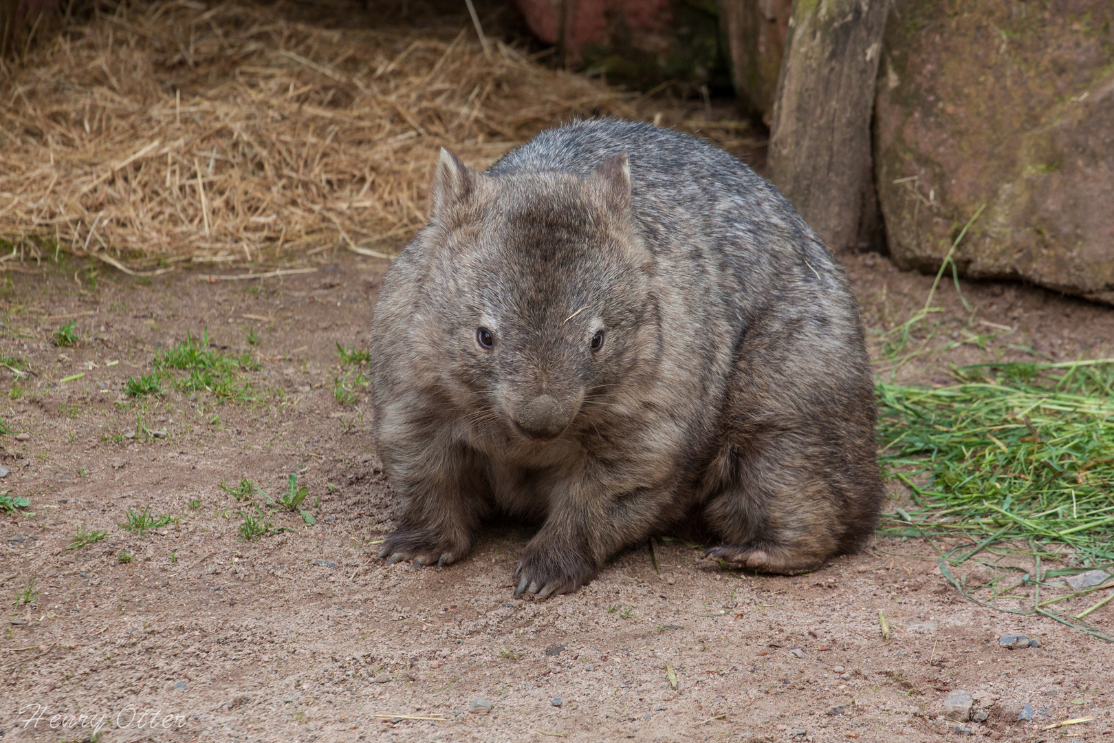 Wombat